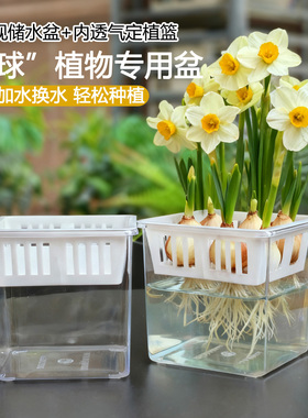 透明可视水培花盆水仙郁金香风信子种植盒四颗种球专用透气定植篮