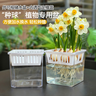 透明可视水培花盆四颗小种球专用