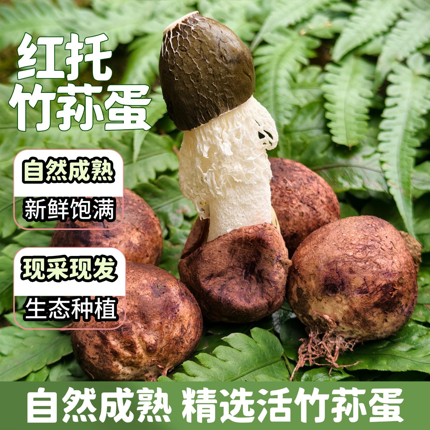 新鲜竹荪蛋赤水红托竹荪蛋贵州山珍野生短裙竹蛋云南织金竹荪特产图片