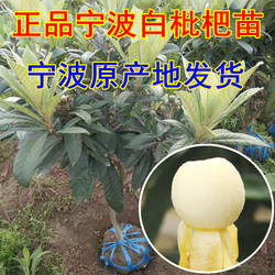 宁波宁海白枇杷果树苗盆栽白玉白沙枇杷结果苗地栽大五星枇杷树苗