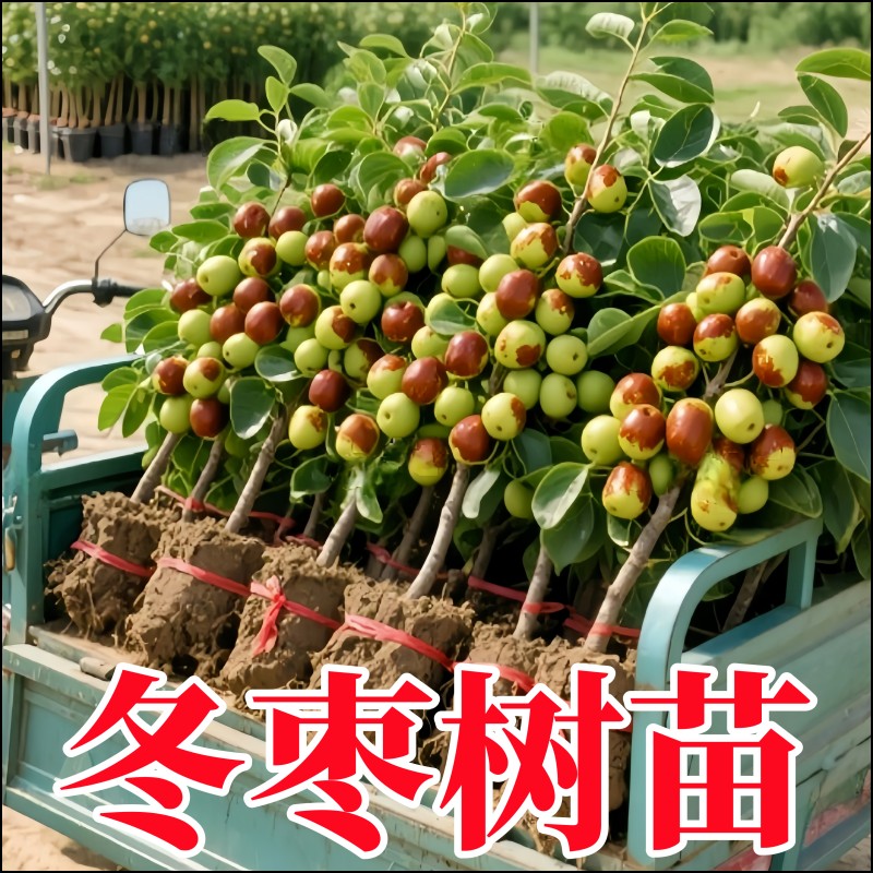 枣树活苗大枣超甜特大号带土球沾化冬枣南北方种植嫁接果树苗盆栽