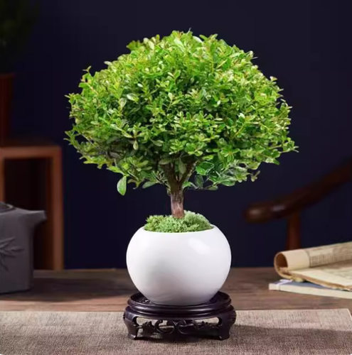 金丝楠木盆景老桩造型盆栽四季常青室内植物真树小叶赤楠好养绿植