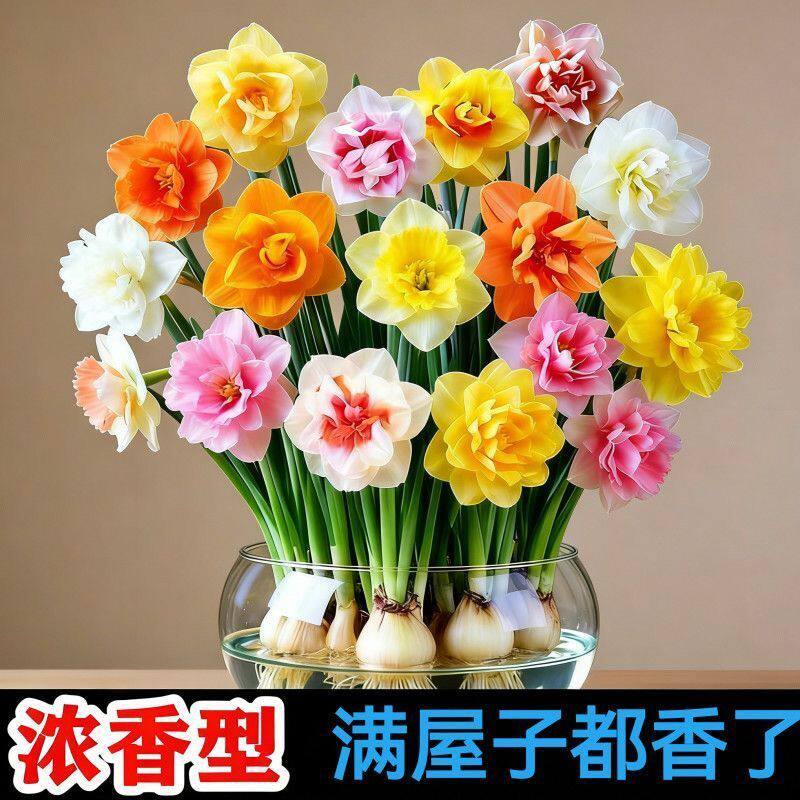水仙花重瓣水培四季开花盆栽洋水仙耐寒绿植物室内易养活花卉盆栽