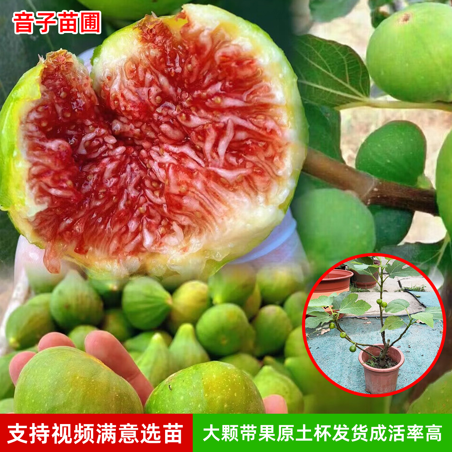 无花果树果苗家庭盆栽当年结果