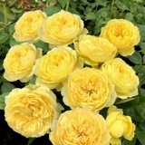 小黄鸡中苗  黄色杯型大花切花 灌木 阳台庭院盆栽月季花苗,鲜花速递/花卉仿真/绿植园艺,月季/蔷薇/玫瑰,淘宝优惠券,粉丝福利购,淘宝优惠卷