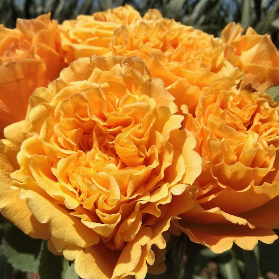 芒果酒吧切花月季扦插花苗