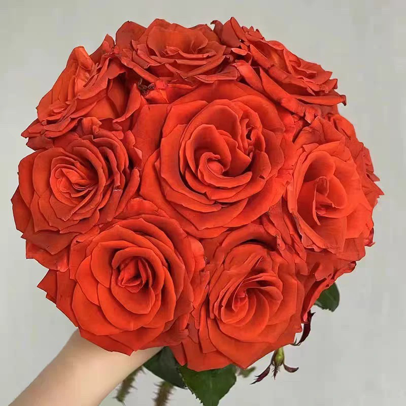 杏仁酒/阿玛雷托肯尼亚复古色月季灌木玫瑰月季小苗春色满园月季