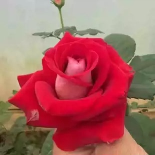 冰上芭蕾小苗帝王浓颜系复色大花阳台庭院盆栽地栽月季玫瑰苗