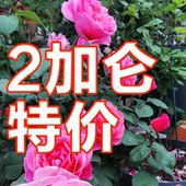 2加仑大苗合集 包邮 扦插勤花藤本浓香盆栽 阳台大花丰花