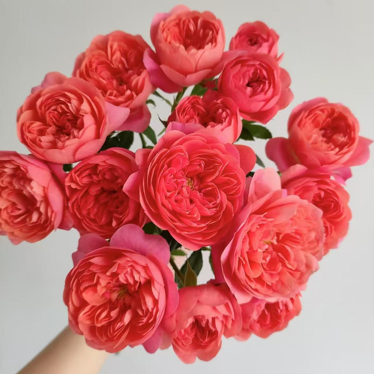 果汁中苗阳台楼顶盆栽绿植