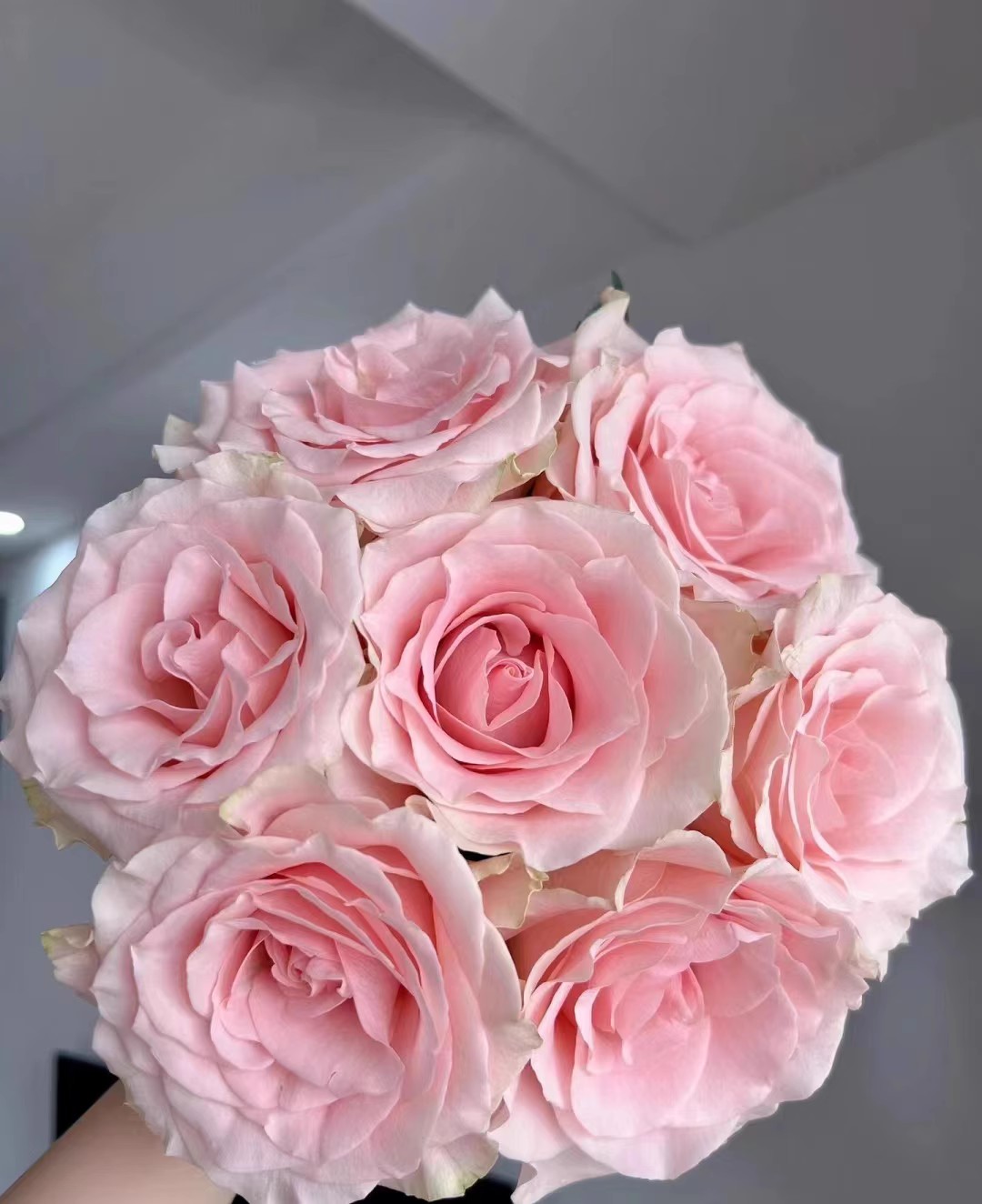 粉爱神小苗切花月季灌木