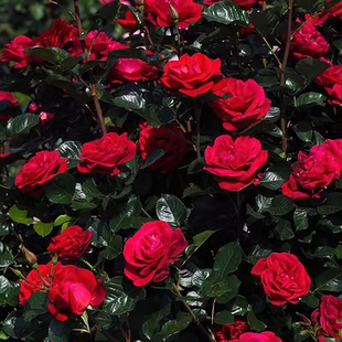 魔法红鞋/夏日鸡尾酒小苗 超新品灌木大花 勤花 法国玫昂抗病月季