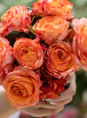 橙色浪漫月季花小苗灌木切花耐热 多季开花 抗病包子丰花勤花绿植