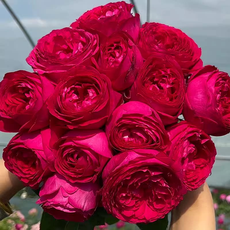 红色芬芳中苗 新品茶香大花梅子色耐开日月抗病刺少切花灌木月季