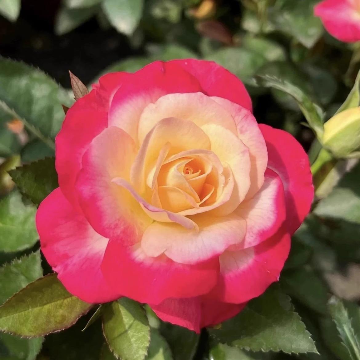 醉红妆中苗月季花苗多季开花植物超大花玫瑰花卉