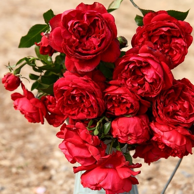 月季庭院玫瑰玫瑰国度天使