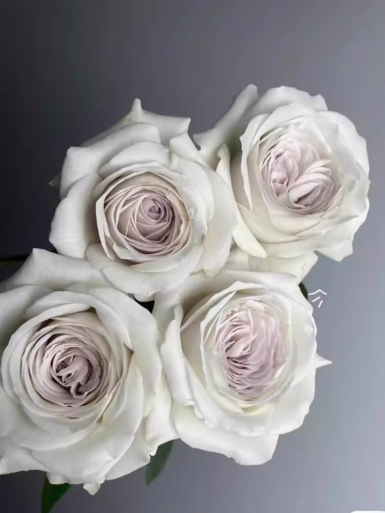 银色衬裙中苗 大花 灌木多季开月季花苗盆栽地栽阳台庭院 好养,鲜花速递/花卉仿真/绿植园艺,月季/蔷薇/玫瑰,淘宝优惠券,粉丝福利购,淘宝优惠卷