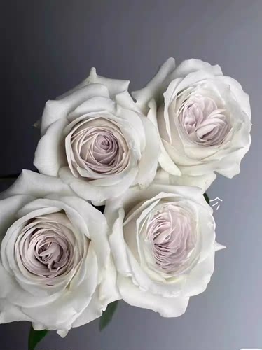 银色衬裙中苗 大花 灌木多季开月季花苗盆栽地栽阳台庭院 好养