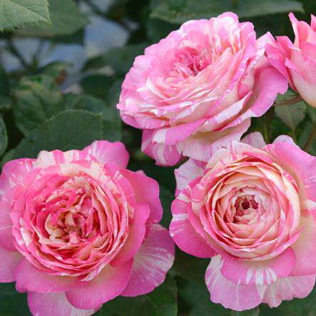 马克夏加尔月季中苗欧月 切花灌木切花盆栽地载香花大花复色品种,鲜花速递/花卉仿真/绿植园艺,月季/蔷薇/玫瑰,淘宝优惠券,粉丝福利购,淘宝优惠卷