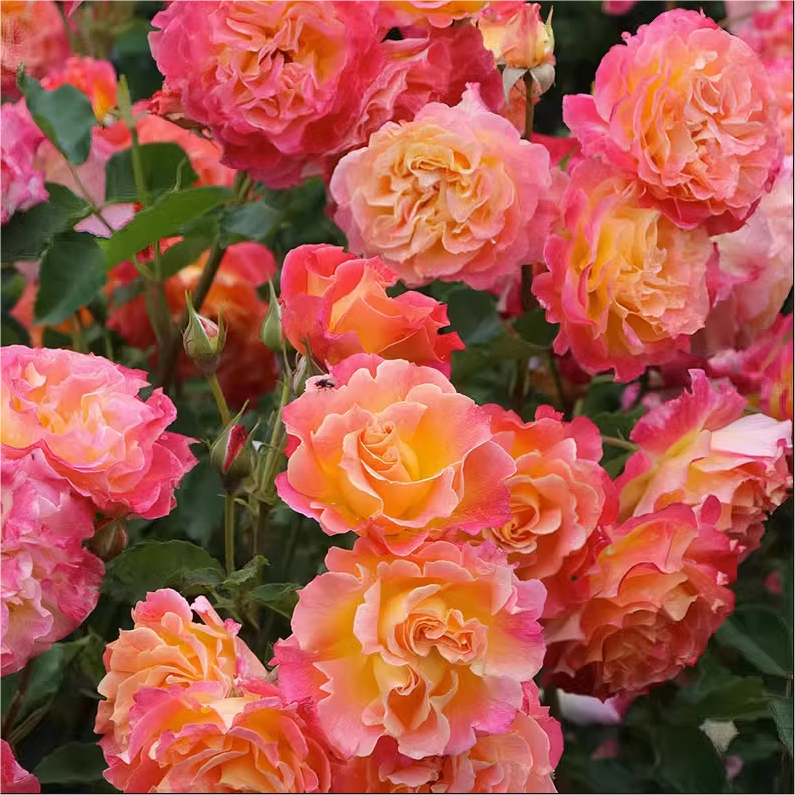 温暖小苗 灌木大花 复色耐开 开花多变 勤花 耐热 超新品月季