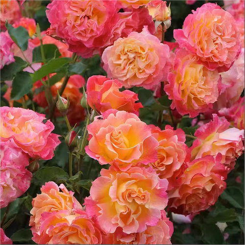 温暖小苗 灌木大花 复色耐开 开花多变 勤花 耐热 超新品月季