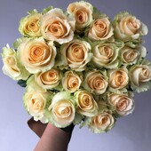 香槟色 玫瑰 月季 蜜桃雪山 阳台 花苗 开花 切花 多季 经典