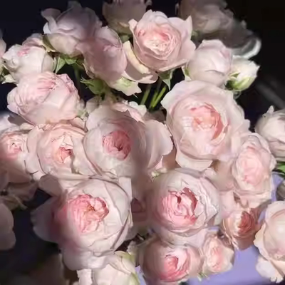 仙子之吻月季小苗   粉色抗病好养丰花勤花多季开花绿植盆栽花苗