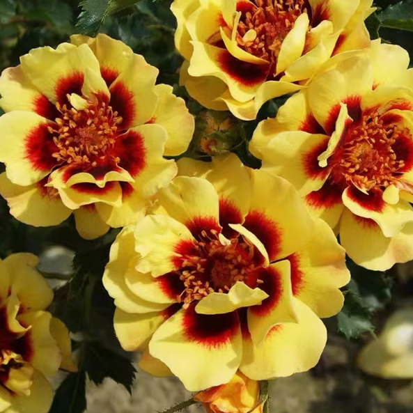 日落巴比伦眼睛月季中苗 丰花勤花阳台庭院盆栽绿植花卉扦插苗,鲜花速递/花卉仿真/绿植园艺,月季/蔷薇/玫瑰,淘宝优惠券,粉丝福利购,淘宝优惠卷