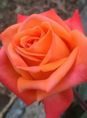 乌术 稀有月季 橙色切花抗病 耐热 绿植盆栽