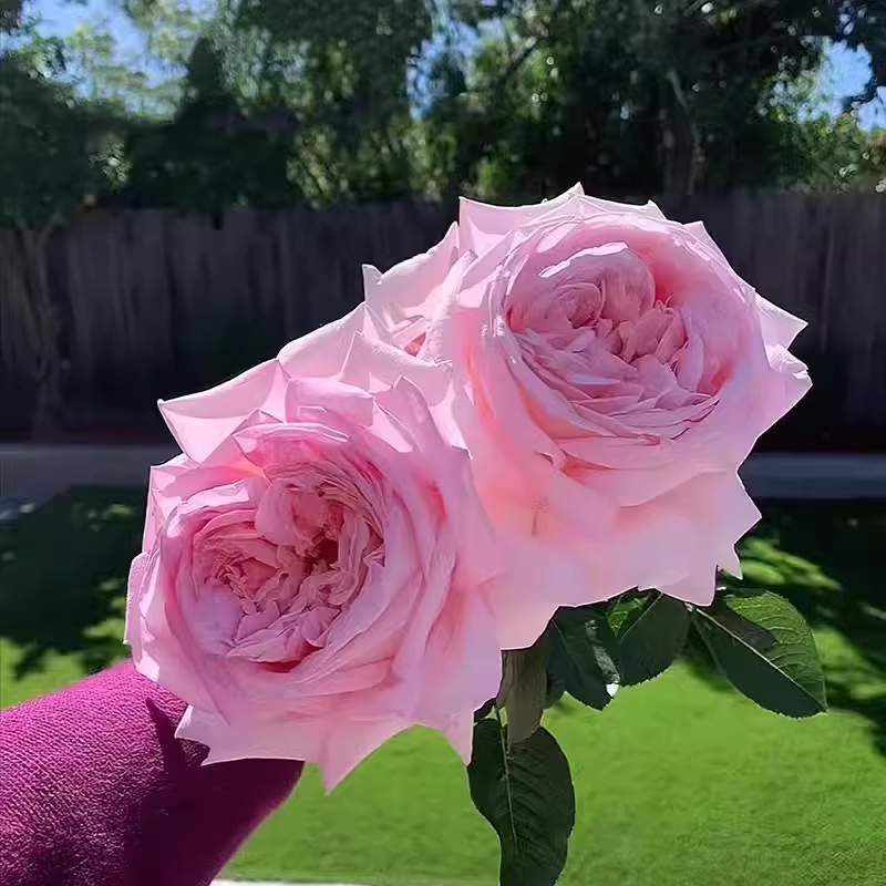 天赐恩宠小苗 抗病大花浓香粉色勤花庭院阳台盆栽灌木月季花