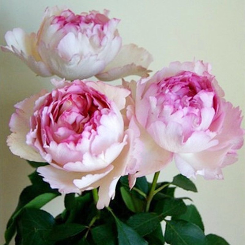 伊芙繁华都市中大苗 大花月季浓香灌木玫瑰阳台月季花苗盆栽