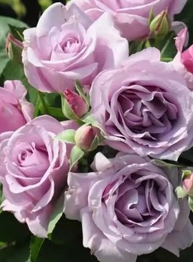 夜来香中苗 河本纯子月季新品大花浓香灌木蓝紫色稀有品种 扦插苗