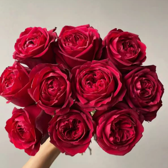 宝莲灯单头红色奥斯汀花型月季花期长抗病好花瓣厚实阳台盆栽花苗