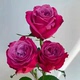 深紫复色切花月季 月季 超新品 花苗阳台盆栽地栽大苗四季 苏珊