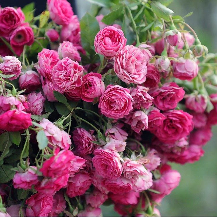 藤本胭脂扣中苗月季多头群开花量大爬藤快阳台庭院盆栽地栽花苗,鲜花速递/花卉仿真/绿植园艺,月季/蔷薇/玫瑰,淘宝优惠券,粉丝福利购,淘宝优惠卷