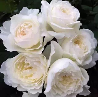 雪野一梦小苗/奶油泡芙/踏雪月季小苗日本灌木月季浓香