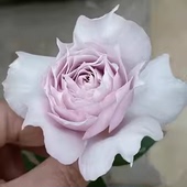 多季 浮月 美人尖中香 天方夜谭芽变品种 节开花 灌木月季