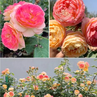 罗斯曼尼詹森小苗 灌木月季 耐寒耐旱抗病勤花可藤可灌庭院植物