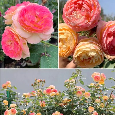 春色满园月季园藤本月季詹森漂亮