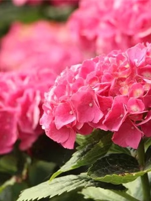 春色满园月季园绣球含羞叶