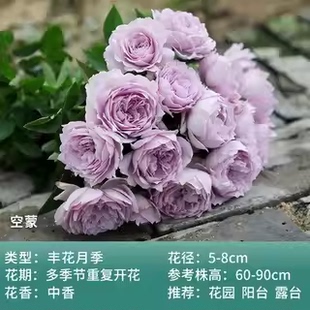 好養 空蒙中苗 稀有扦插月季 紫色勤花豐花 庭院盆栽綠植 陽臺