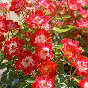 稀有品种小画家中苗   日本赤花微型月季 单瓣蔷薇有香味阳台绿植