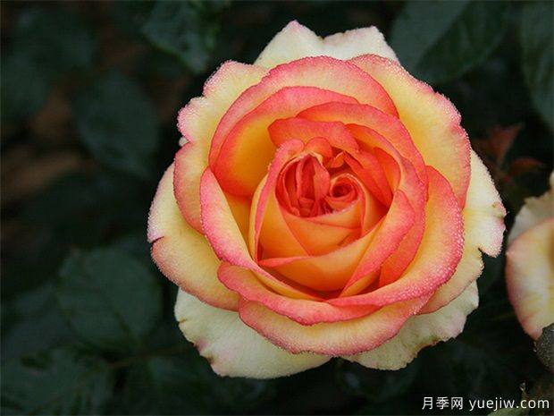 阿班斯月季复色切花月季清淡混合茶香,耐热耐寒,抗病强,多季重