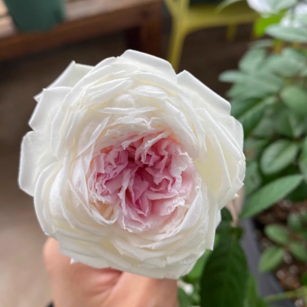 玉玲珑中苗阳台庭院浓香多季花