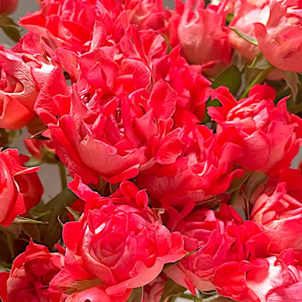 朱砂海葵月季小苗春色满园