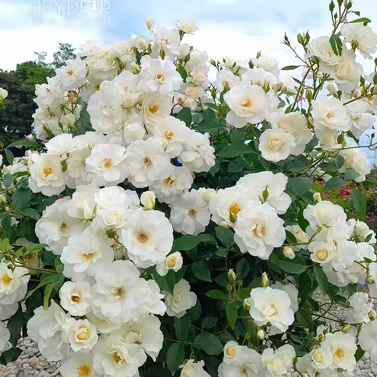 直立冰山月季 中大苗白色勤花多头灌木多头淡香多季开花地栽盆栽