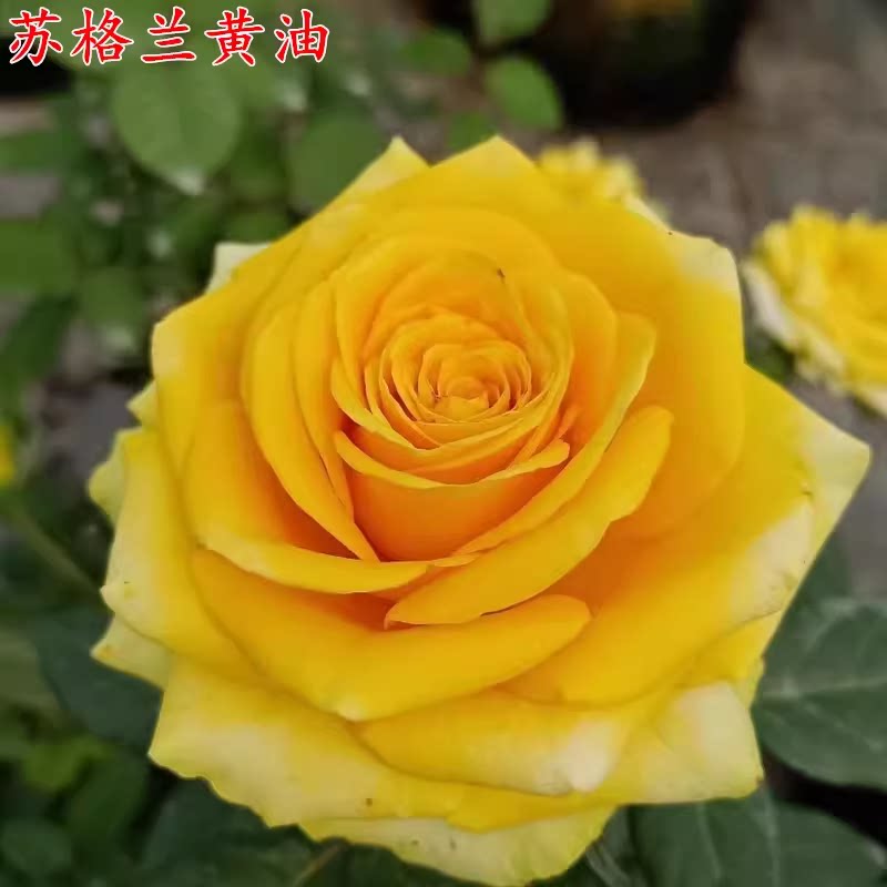 苏格兰黄油中苗和2加仑套盒月季庭院地栽耐寒耐旱抗病勤花玫瑰