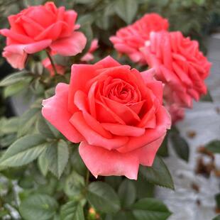 清棚特价 粉红女郎中苗不售后不包活不参加满五送慎拍 一加仑中苗