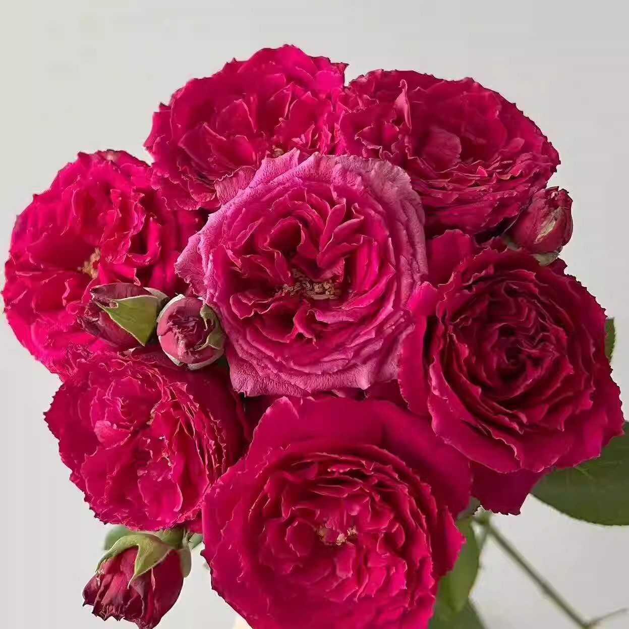 伊芙红宝石月季中苗 大花浓香 可切花  盆栽   春色满园月季园,鲜花速递/花卉仿真/绿植园艺,月季/蔷薇/玫瑰,淘宝优惠券,粉丝福利购,淘宝优惠卷