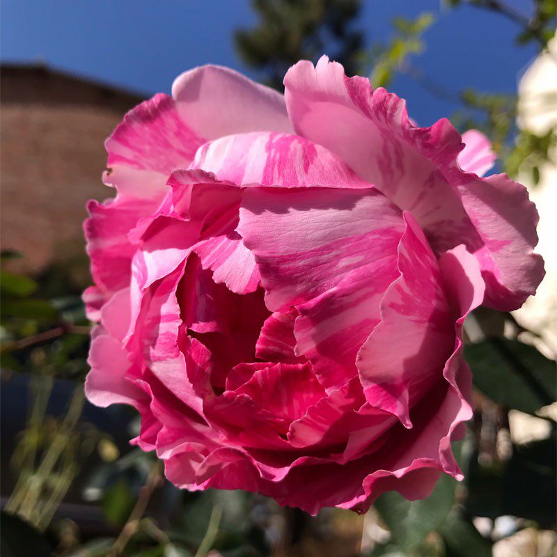 伊芙飞溅中大苗 扦插浓香条纹大花 阳台盆栽地栽绿植灌木月季